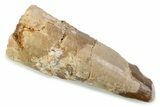 Bargain, Fossil Spinosaurus Tooth - Real Dinosaur Tooth #374007-1